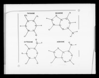 view Molecular diagram referenced as "Four DNA bases"