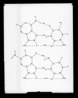 view Molecular diagram of Watson-Crick DNA base pairs referenced as "A/T, G/C pairs Hoogsteen"