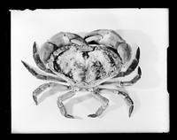 view Photograph of a crab referenced as "CRAB 1,2,3"