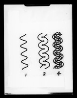 view Diagram referenced as "1, 2 and 4 helices paranemic"