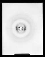 view Comparison image of x-ray diffraction exposures referenced as "Change of intensity of nucleohistone 55A° [degrees] refe."