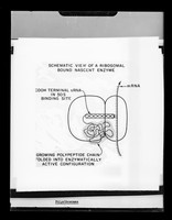 view Diagram referenced as "Ribosome bound nascent enzyme"