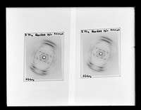 view X-ray diffraction exposure of RNA referenced as "X-ray 270a RcoRNA 75% [relative humidity]"