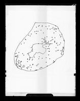 view Diagram referenced as "Distribution of labelled nuclei in mus.[cle]"