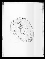 view Diagram referenced as "Distribution of labelled nuclei in mus.[cle]"