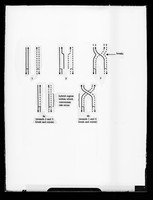 view Diagram referenced as 'hybrid DNA model of recombination'