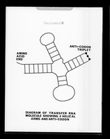 view Diagram entitled 'Diagram of transfer RNA molecule showing four helical arms and anti-codon' referenced as 'Prof Wilkins'