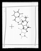 view Structural projections relating to RNA or Poly-L-alanine research referenced as 'Dr Arnott'