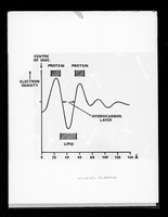 view Graphs relating to structure of membranes referenced as 'Prof Wilkins'