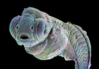 view Zebrafish embryo.