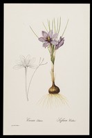 view Crocus sativus, safran cultivé / par P.J. Redouté.