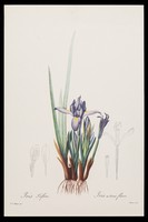view Iris triflora : iris à trois fleurs / par P.J. Redouté.