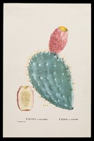 view Cactus cochenillifer : cierge a cochenille / par P.J. Redouté.