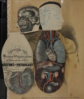 view Outlines of anatomy & physiology : illustrated by a new dissected plate of the human organization, and by separate views designed either to convey a general knowledge of these subjects in itself, or as a key for explaining larger and more complete works : with a portrait of the author / by Frederick Hollick.