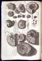 view Various ammonite fossils illustrating Hooke's discourse of Earthquakes.