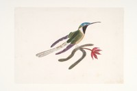 view Joanna Hutton - The Double-Crested Humming-Bird