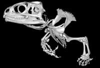 view Tuatara skeleton, micro-CT.