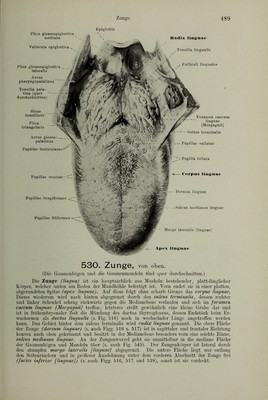 Handatlas der Anatomie des Menschen / bearbeitet von Werner