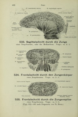 Handatlas der Anatomie des Menschen / bearbeitet von Werner