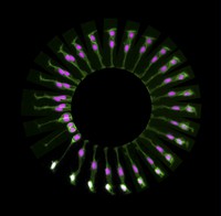 view Asymmetric cell division in a live zebrafish embryo.