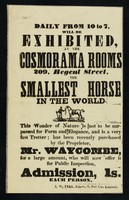 view Daily from 10 to 7, will be exhibited at the Cosmorama Rooms 209, Regent Street the smallest horse in the world ...