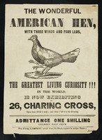 view The wonderful American hen, with three wings and four legs : the greatest living curiosity!!! in the world is now exhibiting at 26, Charing Cross ...