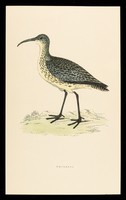 view Becotide (beclomethasone dipropionate BP), inhaler and rotacaps : whimbrel.