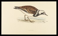 view Becotide (beclomethasone dipropionate BP), inhaler and rotacaps : turnstone.