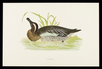 view Choledyl : garganey.