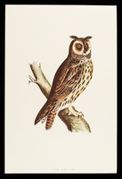 view Dequadin paint : long-eared owl.