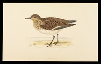 view Fentazin : sanderling.