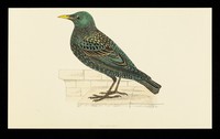 view Trandate tablets : starling.