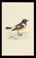 view Trandate tablets : stonechat.