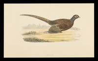 view Trandate tablets : pheasant.