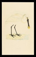 view Trandate tablets : spoonbill.