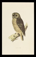 view Ventolin inhaler rotacaps and rotahaler : tawny owl.