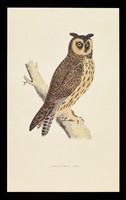 view Ventolin tablets-2 mg & 4mg spandets, syrup : long-eared owl.