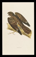 view Ventolin inhaler rotacaps and rotahaler : nightjar.