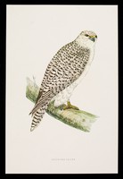 view Dequadin lozenges : greenland-falcon.