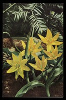 view Patterns of nature: a series of decorative plants. 1, Tulipa celsiana.