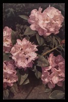 view Patterns of nature: a series of decorative plants. 2, Rhododendron.