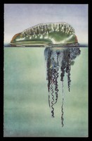 view The balance of nature : a series of ecological subjects. 4, Portuguese Man-of-War.