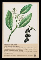 view Cherry laurel (prunus laurocerasus. Family: Rosaceae) : Extil tablets relieve nasal and respiratory congestion.