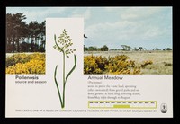 view Pollenosis source and season : annual meadow (poa annua)... : for the patient suffering from severe hay fever Extil.