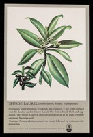 view Spurge laurel (daphne laureola. Family: Thymelaeaceae) : Myolgin tablets.