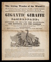 view The gigantic giraffe or camelopard, the gensbok, or ibex of the Egyptians, the bontibok, and the gazelle : neither of which were ever before brought to the continent of America, and but barely seen in any part of the civilized world ...