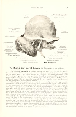 Hand atlas of human anatomy / by Werner Spalteholz ; translated