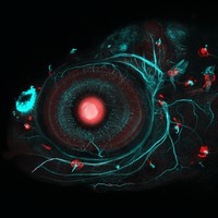 view Neuromast and neuron development, zebrafish.