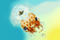 view Hawaiian bobtail squid.