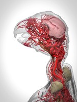 view Microvasculature of the african grey parrot.